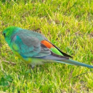 Psephotus haematonotus at Hay South, NSW - 17 Aug 2022