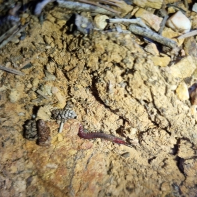 Scolopendra sp. (genus) (Centipede) at Bungendore, NSW - 26 Apr 2024 by clarehoneydove