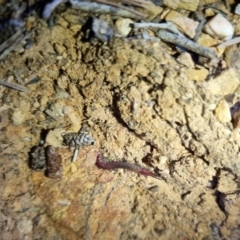 Scolopendra sp. (genus) (Centipede) at QPRC LGA - 26 Apr 2024 by clarehoneydove