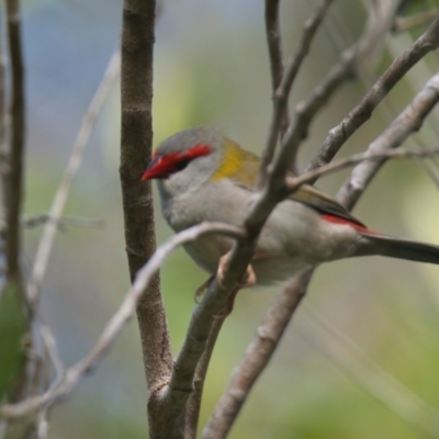Neochmia temporalis (Red-browed Finch) at Wallum - 22 Mar 2024 by macmad