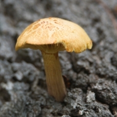 Unverified Fungus at Brunswick Heads, NSW - 23 Mar 2024 by macmad