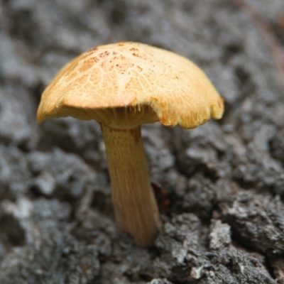 Unverified Fungus at Brunswick Heads, NSW - 23 Mar 2024 by macmad
