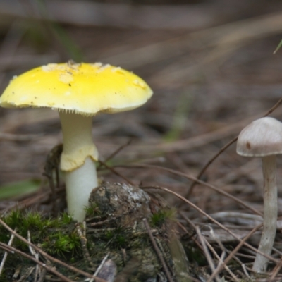 Amanita sp. (Amanita sp.) at Brunswick Heads, NSW - 23 Mar 2024 by macmad