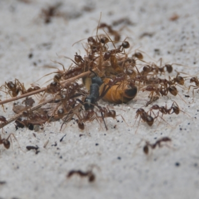Unidentified Ant (Hymenoptera, Formicidae) at Brunswick Heads, NSW - 23 Mar 2024 by macmad