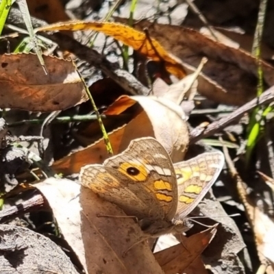 Junonia villida (Meadow Argus) at QPRC LGA - 26 Apr 2024 by clarehoneydove