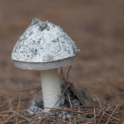 Unidentified Fungus at Brunswick Heads, NSW - 23 Mar 2024 by macmad