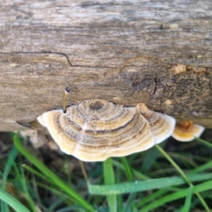 Trametes versicolor at QPRC LGA - 25 Apr 2024