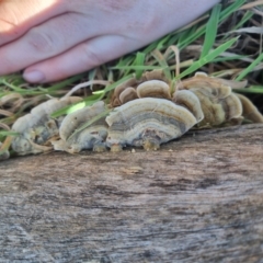 Trametes versicolor at QPRC LGA - suppressed