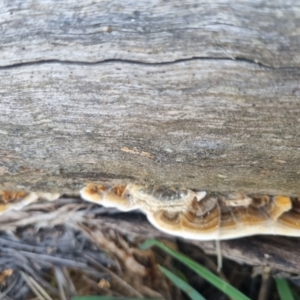 Trametes versicolor at QPRC LGA - 25 Apr 2024