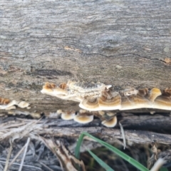 Trametes versicolor at QPRC LGA - 25 Apr 2024