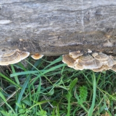 Trametes versicolor at QPRC LGA - 25 Apr 2024