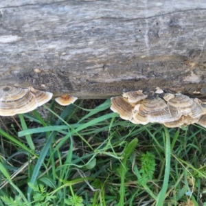 Trametes versicolor at QPRC LGA - 25 Apr 2024