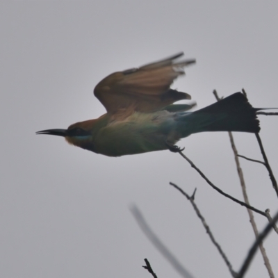 Merops ornatus (Rainbow Bee-eater) at Wallum - 23 Mar 2024 by macmad