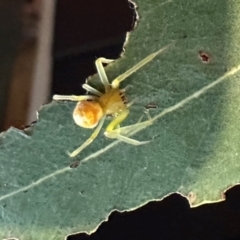 Unidentified Orb-weaving spider (several families) at Duffy, ACT - 2 Apr 2024 by emptysea