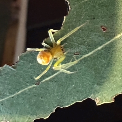 Araneus sp. (genus) at Duffy, ACT - 2 Apr 2024 by emptysea