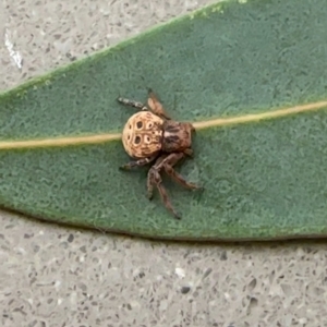 Cymbacha ocellata at Duffy, ACT - 2 Apr 2024