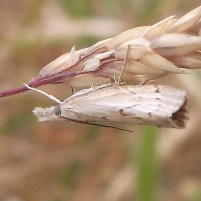 Culladia cuneiferellus (Crambinae moth) at WendyM's farm at Freshwater Ck. - 6 Nov 2023 by WendyEM