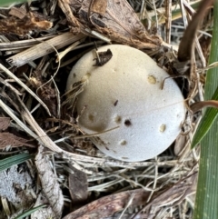 zz puffball at Duffy, ACT - suppressed