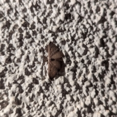Unidentified Geometer moth (Geometridae) at Watson, ACT - 25 Apr 2024 by AniseStar