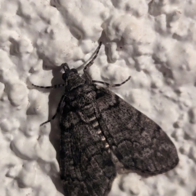 Unidentified Geometer moth (Geometridae) at Watson, ACT - 18 Apr 2024 by AniseStar
