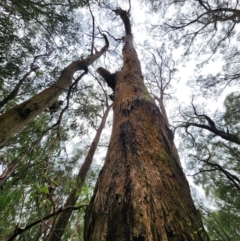 Eucalyptus radiata subsp. radiata (Narrow-leaved Peppermint) at Dandenong Ranges National Park - 26 Apr 2024 by Steve818