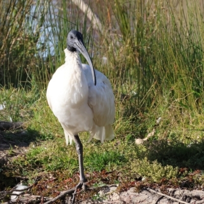 Threskiornis molucca (Australian White Ibis) at Belvoir Park - 25 Apr 2024 by KylieWaldon