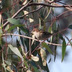 Passer domesticus (House Sparrow) at Belvoir Park - 25 Apr 2024 by KylieWaldon