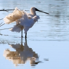 Platalea regia (Royal Spoonbill) at Belvoir Park - 26 Apr 2024 by KylieWaldon