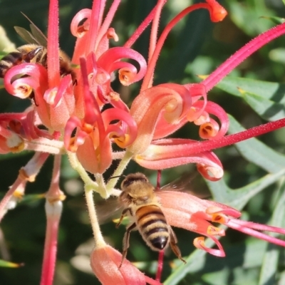 Apis mellifera (European honey bee) at Belvoir Park - 26 Apr 2024 by KylieWaldon