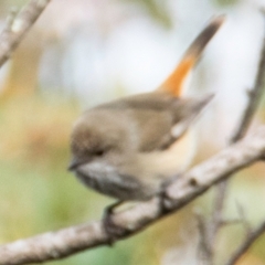 Acanthiza apicalis (Inland Thornbill) at Dandry, NSW - 11 Aug 2022 by Petesteamer