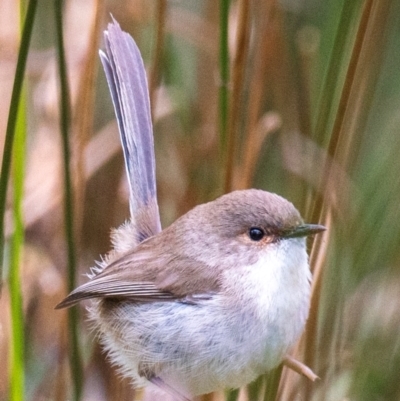 Malurus cyaneus (Superb Fairywren) at Dandry, NSW - 11 Aug 2022 by Petesteamer