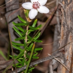 Ricinocarpos bowmanii (Western Wedding Bush) at Dandry, NSW - 10 Aug 2022 by Petesteamer