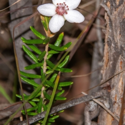 Ricinocarpos bowmanii (Western Wedding Bush) at Dandry, NSW - 10 Aug 2022 by Petesteamer