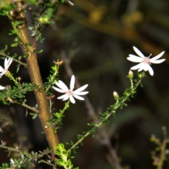 Olearia microphylla (Olearia) at Dandry, NSW - 11 Aug 2022 by Petesteamer