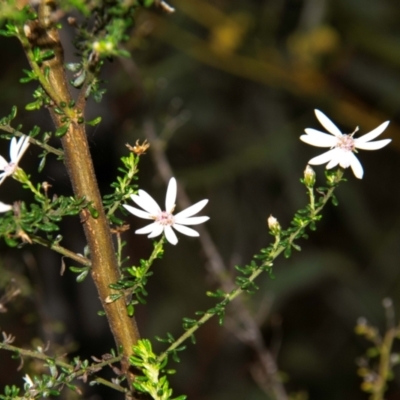 Olearia microphylla (Olearia) at Dandry, NSW - 10 Aug 2022 by Petesteamer