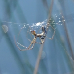 Tetragnatha demissa (Tetragnatha demissa) at Rugosa - 26 Apr 2024 by SenexRugosus