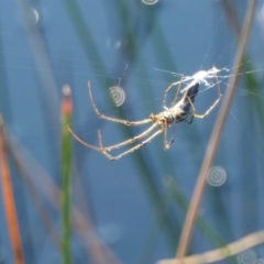 Tetragnatha demissa at Rugosa - 26 Apr 2024