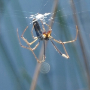 Tetragnatha demissa at Rugosa - 26 Apr 2024