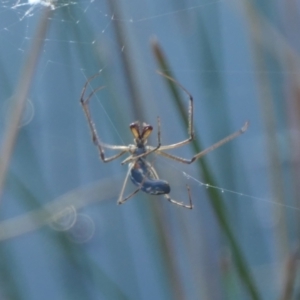 Tetragnatha demissa at Rugosa - 26 Apr 2024