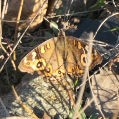 Junonia villida (Meadow Argus) at Rugosa - 26 Apr 2024 by SenexRugosus