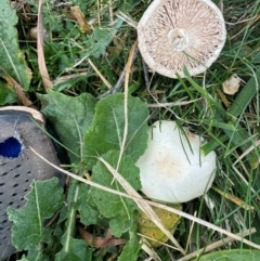 Unidentified Cap on a stem; gills below cap [mushrooms or mushroom-like] at Mount Majura - 26 Apr 2024 by Louisab