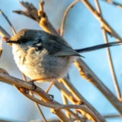 Malurus cyaneus (Superb Fairywren) at Donald, VIC - 20 Jul 2022 by Petesteamer