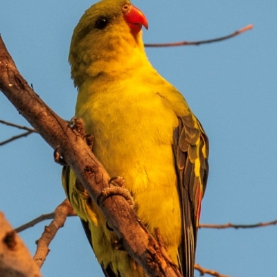 Polytelis anthopeplus monarchoides (Regent Parrot) at Birchip, VIC - 21 Jul 2022 by Petesteamer