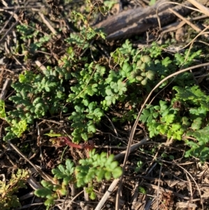 Cheilanthes sieberi at Pine Island to Point Hut - 13 Apr 2024