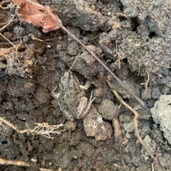 Limnodynastes tasmaniensis (Spotted Grass Frog) at Isabella Plains, ACT - 20 Apr 2024 by MattS