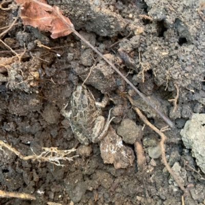 Limnodynastes tasmaniensis (Spotted Grass Frog) at Isabella Plains, ACT - 20 Apr 2024 by MattS