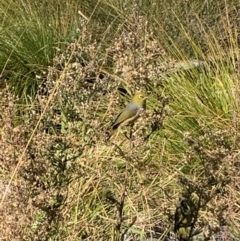 Zosterops lateralis (Silvereye) at Upper Stranger Pond - 22 Apr 2024 by MattS