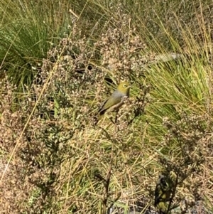 Zosterops lateralis at Upper Stranger Pond - 22 Apr 2024 01:44 PM