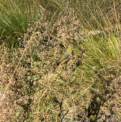Zosterops lateralis (Silvereye) at Upper Stranger Pond - 22 Apr 2024 by MattS