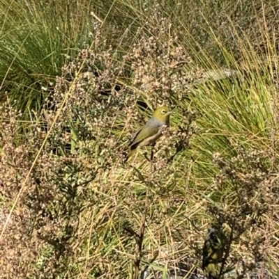 Zosterops lateralis (Silvereye) at Isabella Plains, ACT - 22 Apr 2024 by MattS